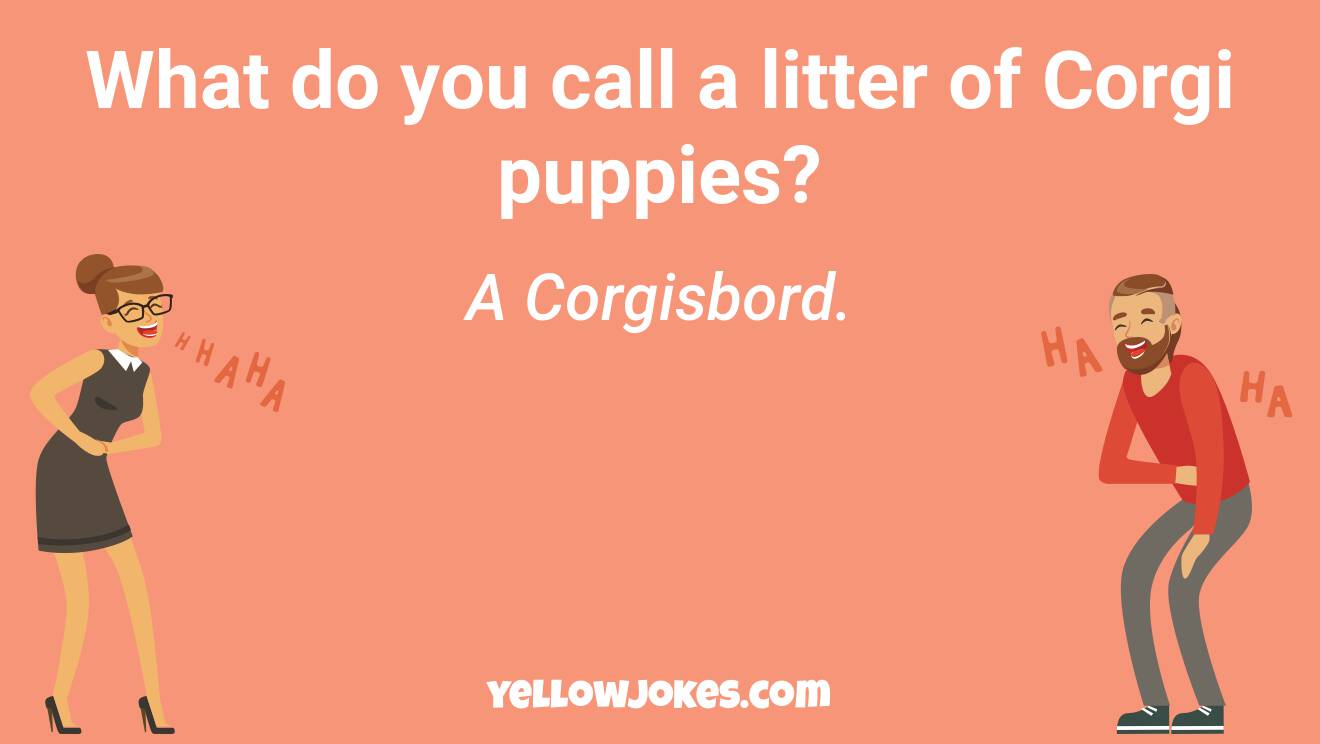 Funny Corgi Jokes