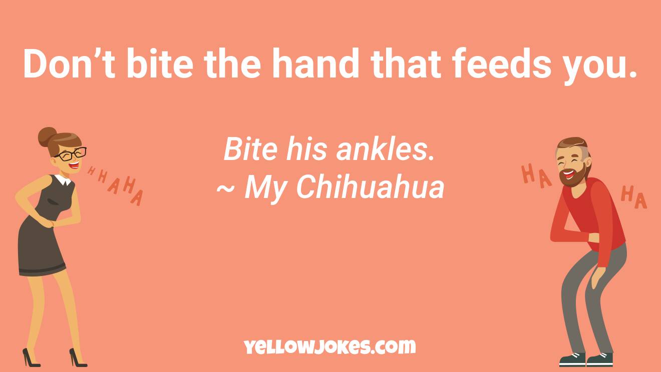Funny Chihuahua Jokes