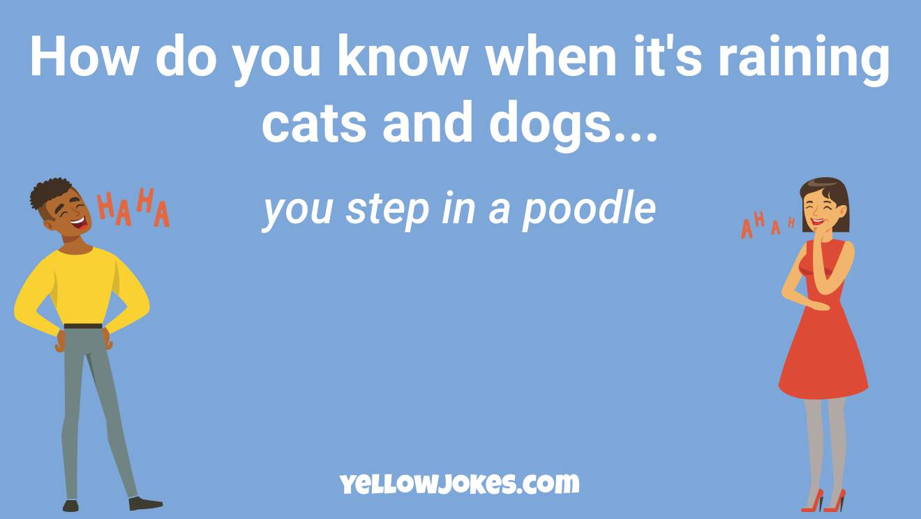 Funny Poodle Jokes